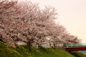 IMG_1529 (1024x683)